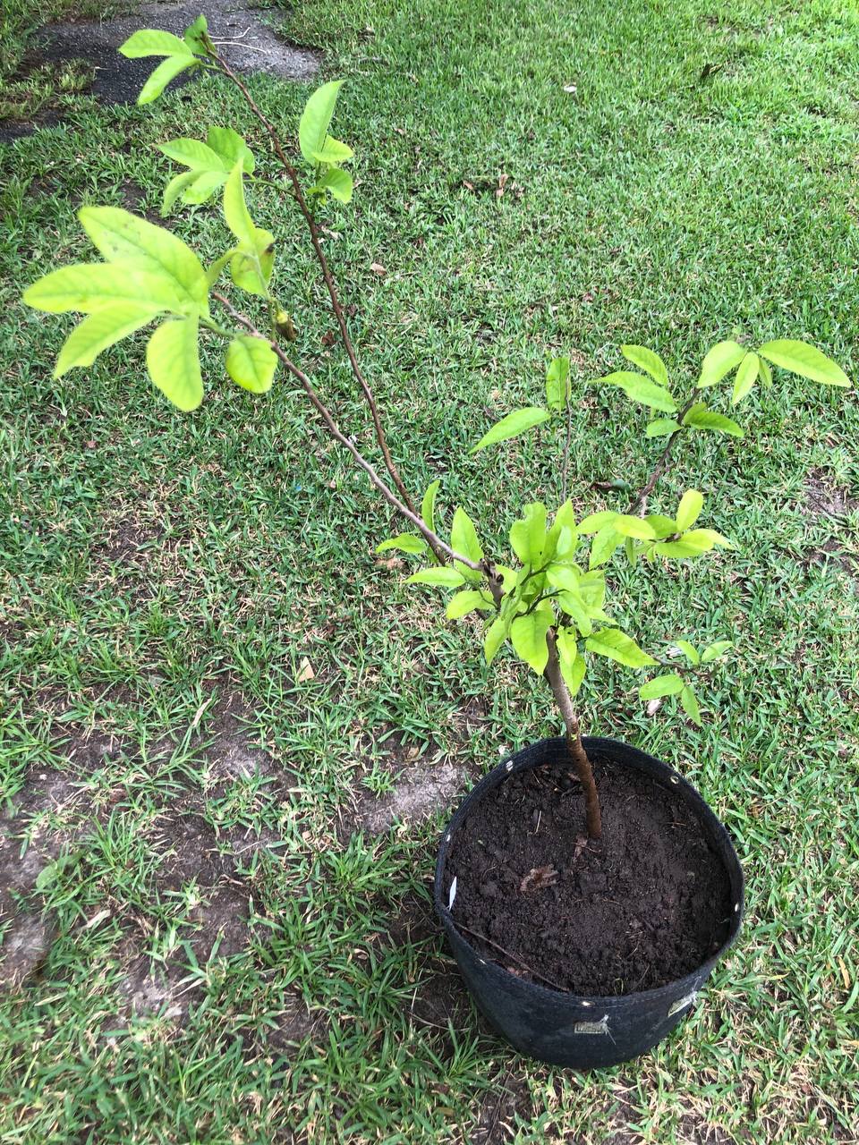 Sugar Apple Tree Live Plant 1-2 feet | 5-10 gallon potted plant |  Annona Squamosa