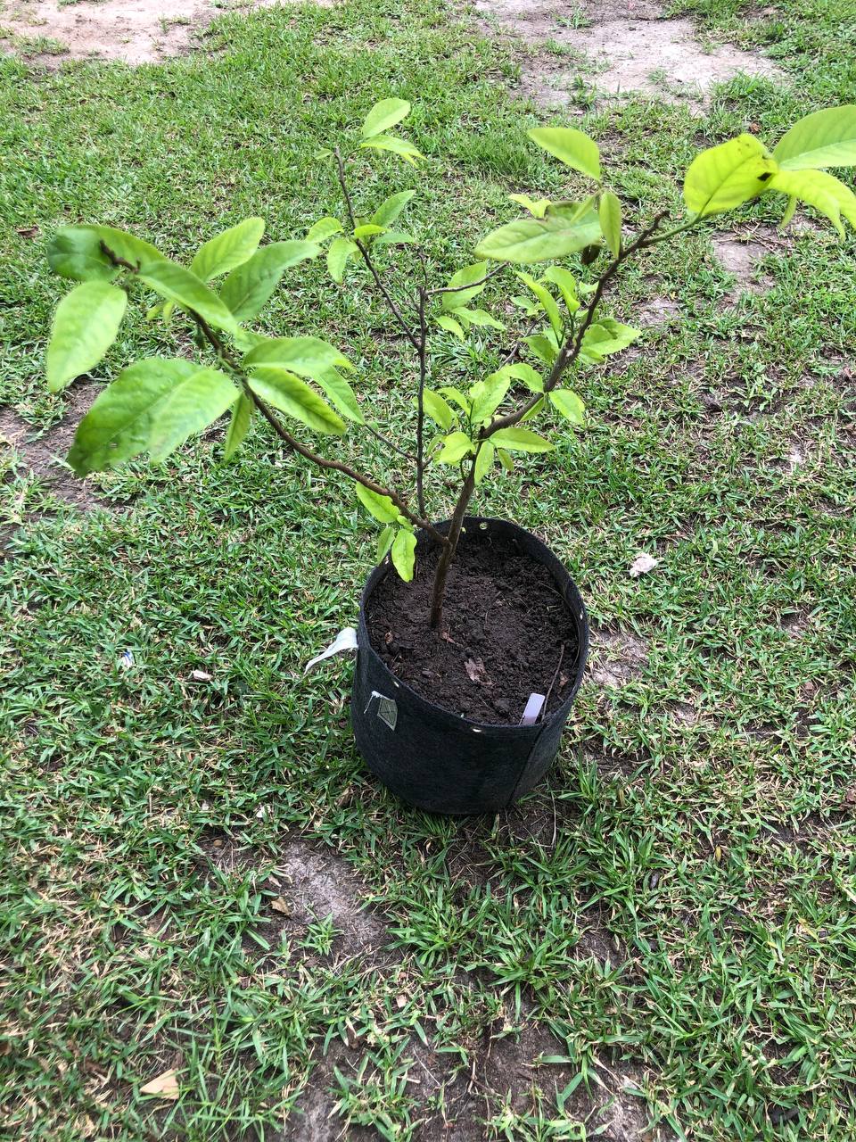 Sugar Apple Tree Live Plant 1-2 feet | 5-10 gallon potted plant |  Annona Squamosa