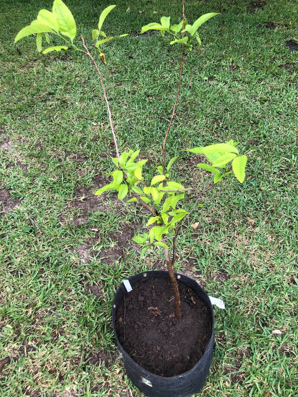 Sugar Apple Tree Live Plant 1-2 feet | 5-10 gallon potted plant |  Annona Squamosa