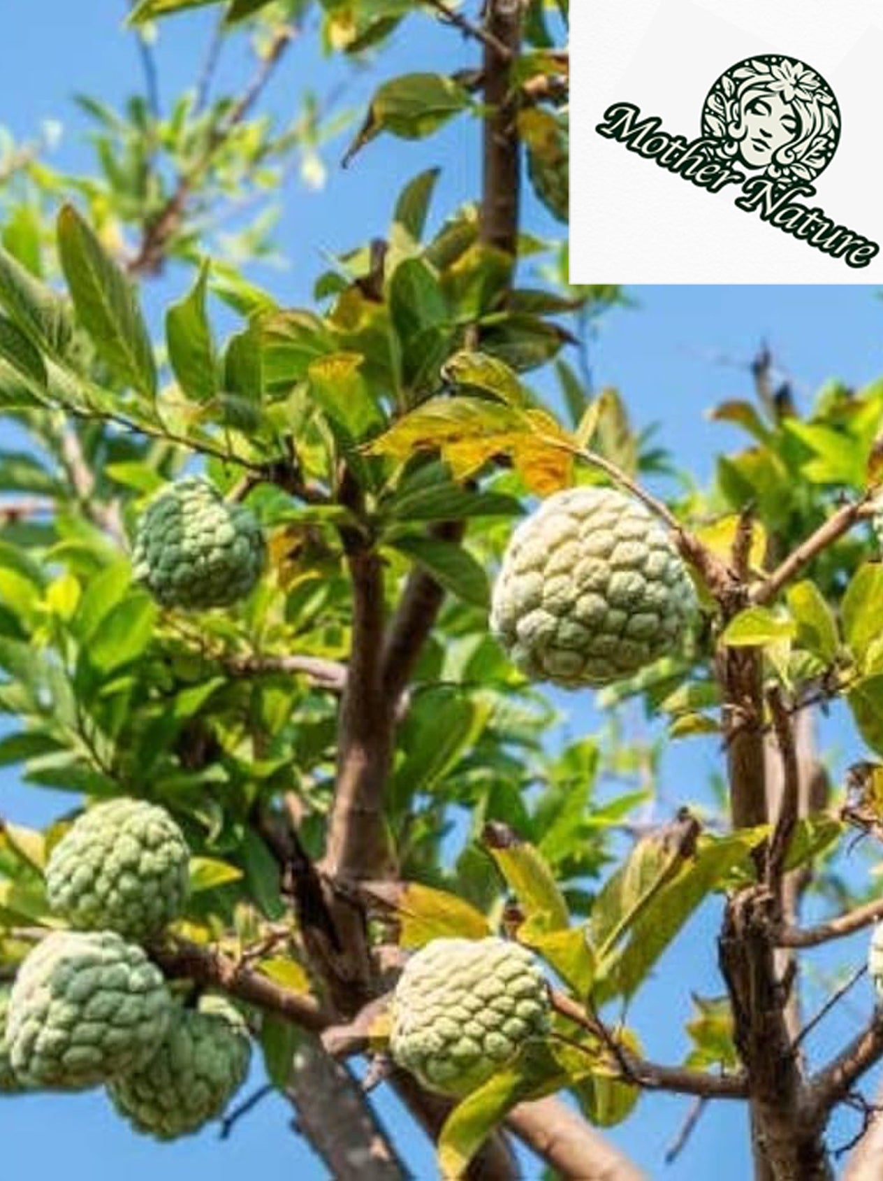 Sugar Apple Tree Live Plant 1-2 feet | 5-10 gallon potted plant |  Annona Squamosa