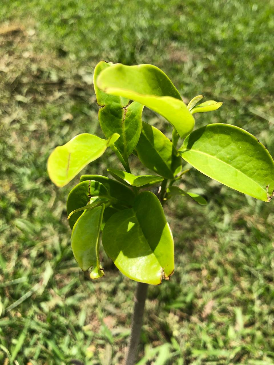 Tropical Soursop Tree , Live Annona Muricata Soursop Plant Live - 3 to 10 Inch Tall
