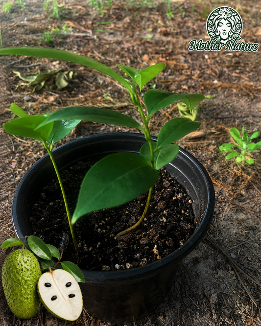 Tropical Soursop Tree , Live Annona Muricata Soursop Plant Live - 3 to 10 Inch Tall
